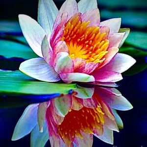 Meet your Posher, Camilla